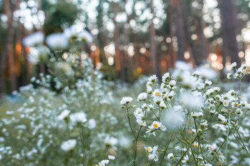 summer evening many white flowers