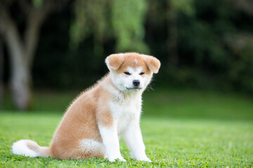 Akita Inu szczeniak © Michal Przystas