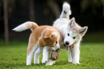 Zabawa szczeniaków akita inu i alaskan malamute © Michal Przystas