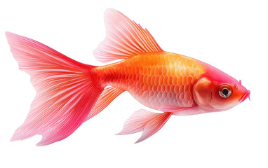 A vibrant goldfish with flowing fins, showcasing its bright colors and delicate features against a transparent background.