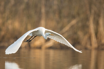 Czapla biała © Michal Przystas