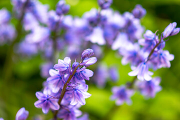 Obraz premium bluebells flowers