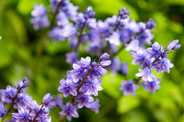 bluebells flowers