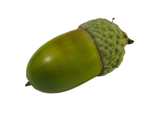 Eichel die Nussfrucht der Eichen (Quercus)