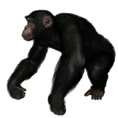 Naklejka premium 3D rendered illustration of a chimpanzee isolated on a transparent background 