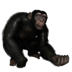 Fototapeta premium 3D rendered illustration of a chimpanzee isolated on a transparent background 