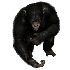 Naklejka premium 3D rendered illustration of a chimpanzee isolated on a transparent background 