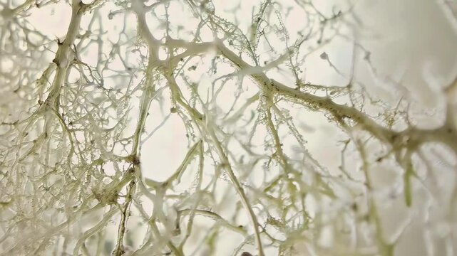 Close-up view of mold under a microscope with intricate branching structures. Concept of fungal growth, mold spores, and microbiology research