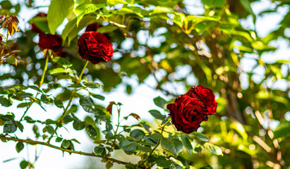 red rose in garden