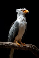 Secretary Bird Perched on a Tree with Black Background, Photo Realistic, Wallpaper, Cover and Screen for Smartphone, PC, Laptop, 9:16 and 16:9 Format