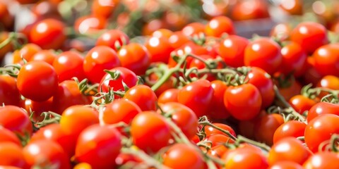 Vibrant summer harvest of organic red tomatoes at a local farm market in full bloom