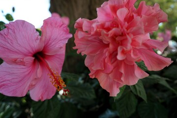 Close Up von zwei schönen rosa Blüten eines Chinesischen Roseneibisch, oder Hibiskus Rosa Sinensis oder Chinesische Rose, die in einem Garten blühen © AlexanderRuszczynski