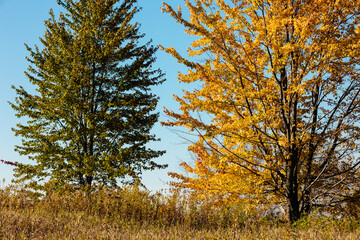 The green and golden color of the maples on the hillside contrast sharply against the blue sky in mid-October within the Pike Lake Unit, Kettle Moraine State Forest, Hartford, Wisconsin