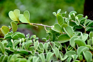 Green Vines With Volcanic Rock Maui Hawaii