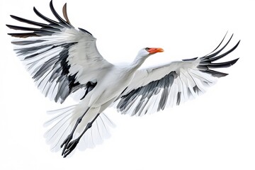 Fototapeta premium Secretary Bird Flying on White Background, Photo Realistic, Wallpaper, Cover and Screen for Smartphone, PC, Laptop, 9:16 and 16:9 Format