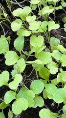 Close up of arugula seedlings growing in a vegetable garden