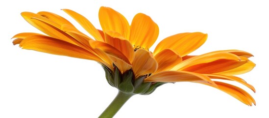 Obraz premium Close Up Orange Daisy Flower Isolated On White