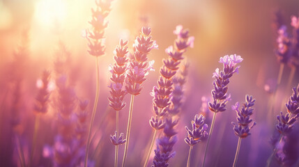 Obraz premium Lavender Field at Sunset
