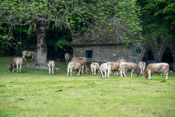 The Pirenaica, Basque (Behi-gorri) white beef cattle indigenous to the Pyrenees of north-eastern Spain