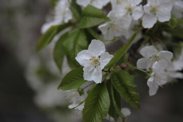 Delicate Blossoms