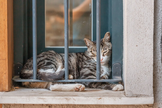 A portrait of an adorable cat resting by the window, capturing the essence of a young stray cat's life in the vibrant streets of Istanbul