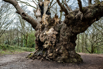 tree in the forest