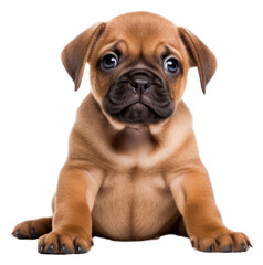Obraz premium PNG puppy on the white background
