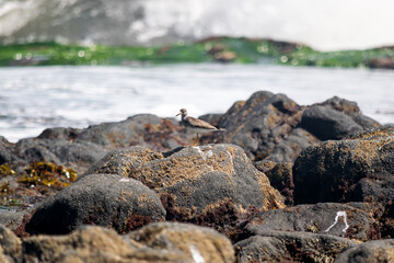  Migratory Grey-tailed tattler (Tringa brevipes) stopping on Kunashir Island, mid-August, Kurils nature reserve, Russia