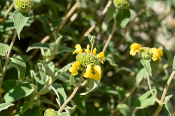 close-up of beautiful yellow trumpet-shaped flowers of the Jerusalem Sage (Phlomis fruticosa)