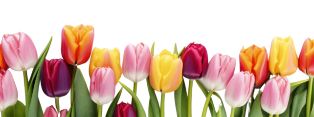 PNG Colorful tulips flower border on the white background