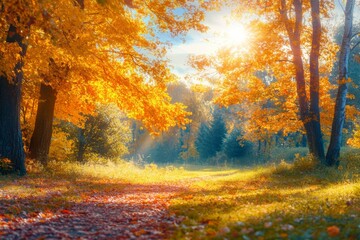 Obraz premium The autumn park showing the autumnal trees under the sun's rays.