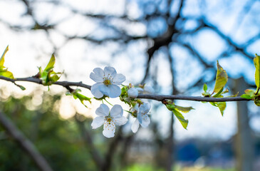 blossom in spring