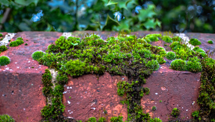 wall covered with moss
