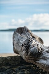 Deadwood on the beach. A big piece of driftwood on a lonely beach of Fiji. Small Fiji islands. Yasawa Islands, Fiji. Tropical Island scene. Lonesome island tropical beach scene. 