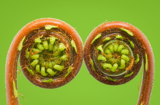 Close-up view of unfurling fern fronds on green background