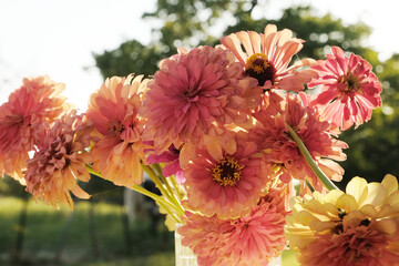 Fresh cut flowers showing zinnia bouquet from garden.