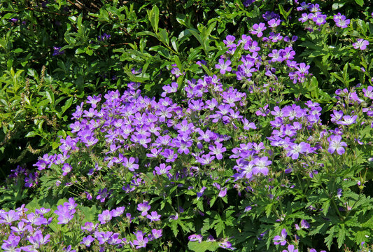 abbondante fioritura di geranio dei boschi (Geranium sylvaticum)