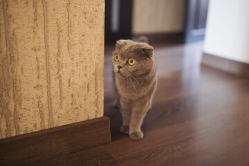 Curious shorthair british cat at home. The cat stands on the doorstep of the room and looks around...