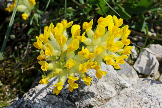 globi gialli di vulneraria (Anthyllis vulnereria)