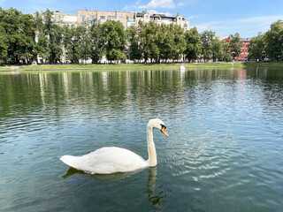 A white swan on the Patriarch's Pond in Moscow in summer in clear weather