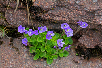 grazioso ciuffo di Veronica afilla su un masso di porfido