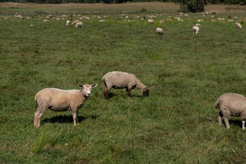 A flock of sheep grazing in a pasture or meadow
