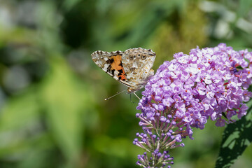 Painted Lady (Vanessa cardui) butterfly perched on summer lilac in Zurich, Switzerland
