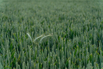 Winter wheat ears in milk or dough stage of ripening, with  residual flowers 