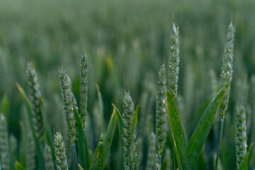 Winter wheat ears in milk or dough stage of ripening, with  residual flowers 