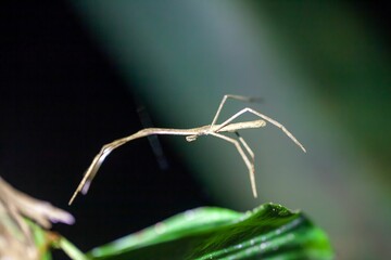 The net casting spider Deinopis longipes