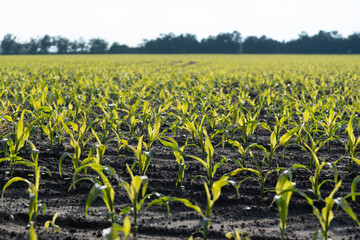 Young maize or corn crop plants in atmospheric light.