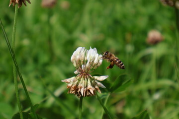 bee flower