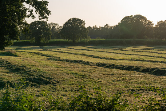 Grassland after being cut to harvest animal feed, the grass lying in windrows after tedding