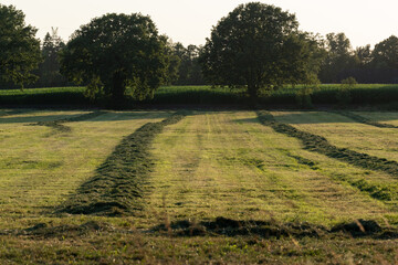 Grassland after being cut to harvest animal feed, the grass lying in windrows after tedding
